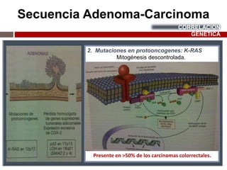 Secuencia Adenoma-Carcinoma
CORRELACION
GÉNETICA
2. Mutaciones en protooncogenes: K-RAS
Mitogénesis descontrolada.
Presente en ˃50% de los carcinomas colorrectales.
 