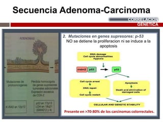 Secuencia Adenoma-Carcinoma
CORRELACION
GÉNETICA
2. Mutaciones en genes supresores: p-53
NO se detiene la proliferacion ni se induce a la
apoptosis
Presente en ˃70-80% de los carcinomas colorrectales.
 