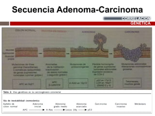 Secuencia Adenoma-Carcinoma
CORRELACION
GÉNETICA
 