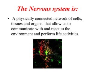 The Nervous system is:
• A physically connected network of cells,
tissues and organs that allow us to
communicate with and react to the
environment and perform life activities.
 