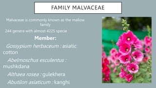 FAMILY MALVACEAE
Malvaceae is commonly known as the mallow
family
244 genera with almost 4225 specie
Member:
Gossypium herbaceum : asiatic
cotton
Abelmoschus esculentus :
mushkdana
Althaea rosea : gulekhera
Abutilon asiaticum : kanghi
 