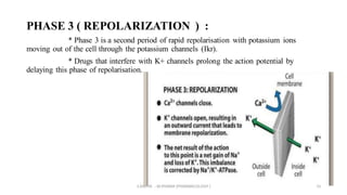 Electrophysiology of cardiac muscle | PPT