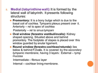 anatomy and embrology of middle and inner ear | PPTX