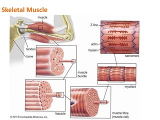 Presentation on Muscle very easy and short.pptx