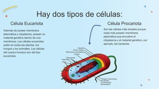 Celulas eucariota y procariota diferencias | PPTX