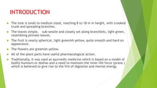 INTRODUCTION
 The tree is small to medium sized, reaching 8 to 18 m in height, with crooked
trunk and spreading branches.
 The leaves simple, sub-sessile and closely set along branchlets, light green,
resembling pinnate leaves.
 The fruit is nearly spherical, light greenish yellow, quite smooth and hard on
appearance.
 The flowers are greenish-yellow.
 All of the plant parts have useful pharmacological action.
 Traditionally, it was used as ayurvedic medicine which is based on a model of
bodily humours or doshas and a need to maintain the inner life force (prana )
which is believed to give rise to the fire of digestion and mental energy.
 