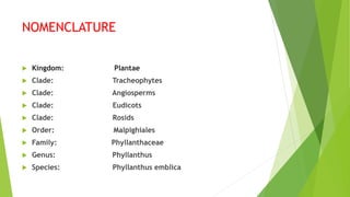 NOMENCLATURE
 Kingdom: Plantae
 Clade: Tracheophytes
 Clade: Angiosperms
 Clade: Eudicots
 Clade: Rosids
 Order: Malpighiales
 Family: Phyllanthaceae
 Genus: Phyllanthus
 Species: Phyllanthus emblica
 