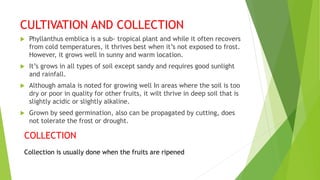 CULTIVATION AND COLLECTION
 Phyllanthus emblica is a sub- tropical plant and while it often recovers
from cold temperatures, it thrives best when it’s not exposed to frost.
However, it grows well in sunny and warm location.
 It’s grows in all types of soil except sandy and requires good sunlight
and rainfall.
 Although amala is noted for growing well In areas where the soil is too
dry or poor in quality for other fruits, it wilt thrive in deep soil that is
slightly acidic or slightly alkaline.
 Grown by seed germination, also can be propagated by cutting, does
not tolerate the frost or drought.
COLLECTION
Collection is usually done when the fruits are ripened
 