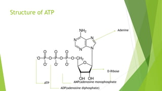 Concept of energy in biosystems. Metabolism, biochemistry etc | PDF