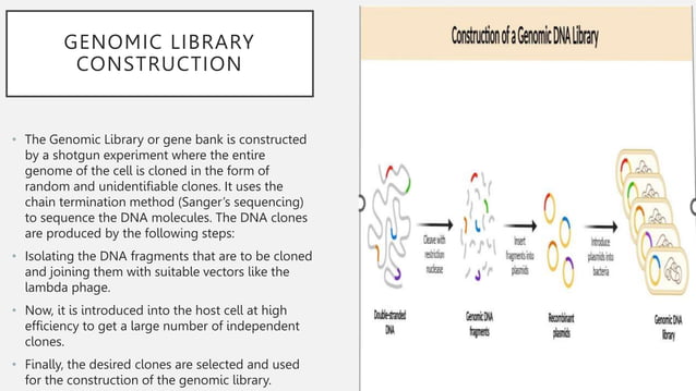 Genomic DNA And Complementary DNA Libraries construction. | PPT