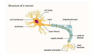 Insects Nervous System [Entomology], Bsc (Hons.) Agriculture | PDF