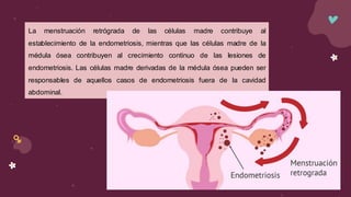 La menstruación retrógrada de las células madre contribuye al
establecimiento de la endometriosis, mientras que las células madre de la
médula ósea contribuyen al crecimiento continuo de las lesiones de
endometriosis. Las células madre derivadas de la médula ósea pueden ser
responsables de aquellos casos de endometriosis fuera de la cavidad
abdominal.
 