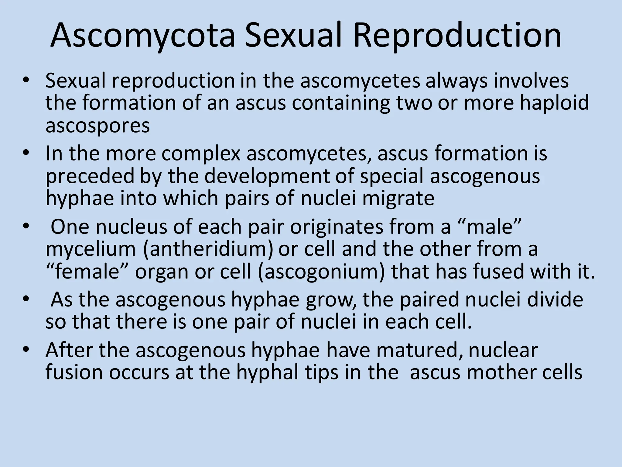 Ascomycota Sexual Reproduction
• Sexual reproduction in the ascomycetes always involves
the formation of an ascus containing two or more haploid
ascospores
• In the more complex ascomycetes, ascus formation is
preceded by the development of special ascogenous
hyphae into which pairs of nuclei migrate
• One nucleus of each pair originates from a “male”
mycelium (antheridium) or cell and the other from a
“female” organ or cell (ascogonium) that has fused with it.
• As the ascogenous hyphae grow, the paired nuclei divide
so that there is one pair of nuclei in each cell.
• After the ascogenous hyphae have matured, nuclear
fusion occurs at the hyphal tips in the ascus mother cells
 