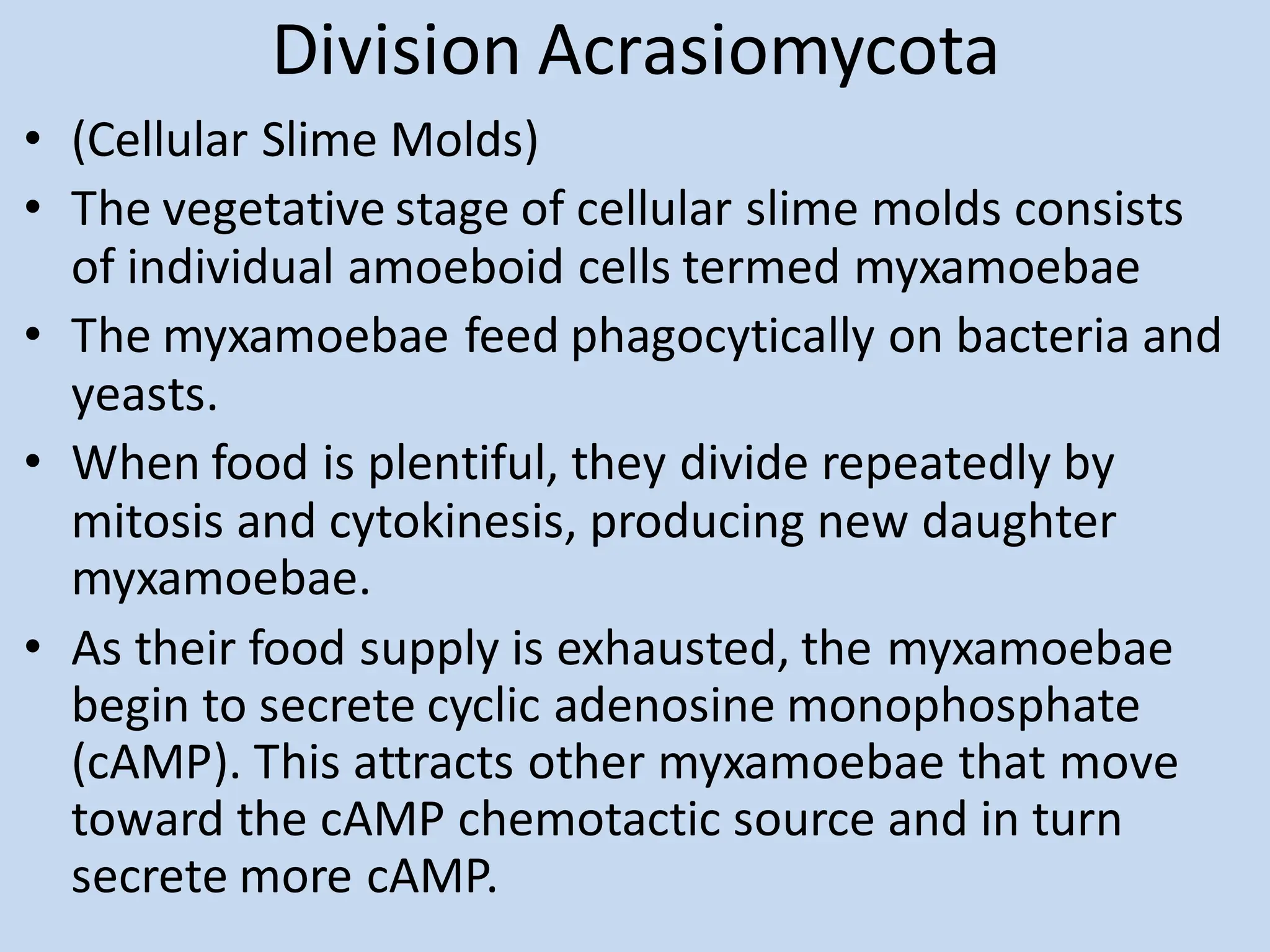 Division Acrasiomycota
• (Cellular Slime Molds)
• The vegetative stage of cellular slime molds consists
of individual amoeboid cells termed myxamoebae
• The myxamoebae feed phagocytically on bacteria and
yeasts.
• When food is plentiful, they divide repeatedly by
mitosis and cytokinesis, producing new daughter
myxamoebae.
• As their food supply is exhausted, the myxamoebae
begin to secrete cyclic adenosine monophosphate
(cAMP). This attracts other myxamoebae that move
toward the cAMP chemotactic source and in turn
secrete more cAMP.
 