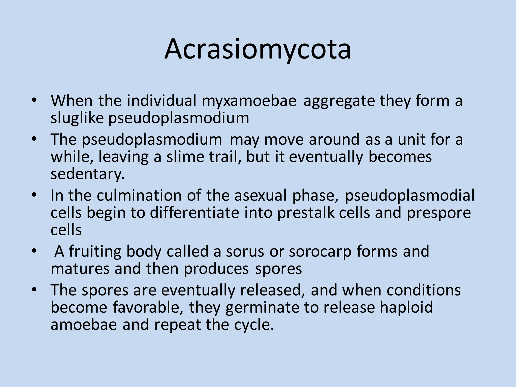 Acrasiomycota
• When the individual myxamoebae aggregate they form a
sluglike pseudoplasmodium
• The pseudoplasmodium may move around as a unit for a
while, leaving a slime trail, but it eventually becomes
sedentary.
• In the culmination of the asexual phase, pseudoplasmodial
cells begin to differentiate into prestalk cells and prespore
cells
• A fruiting body called a sorus or sorocarp forms and
matures and then produces spores
• The spores are eventually released, and when conditions
become favorable, they germinate to release haploid
amoebae and repeat the cycle.
 