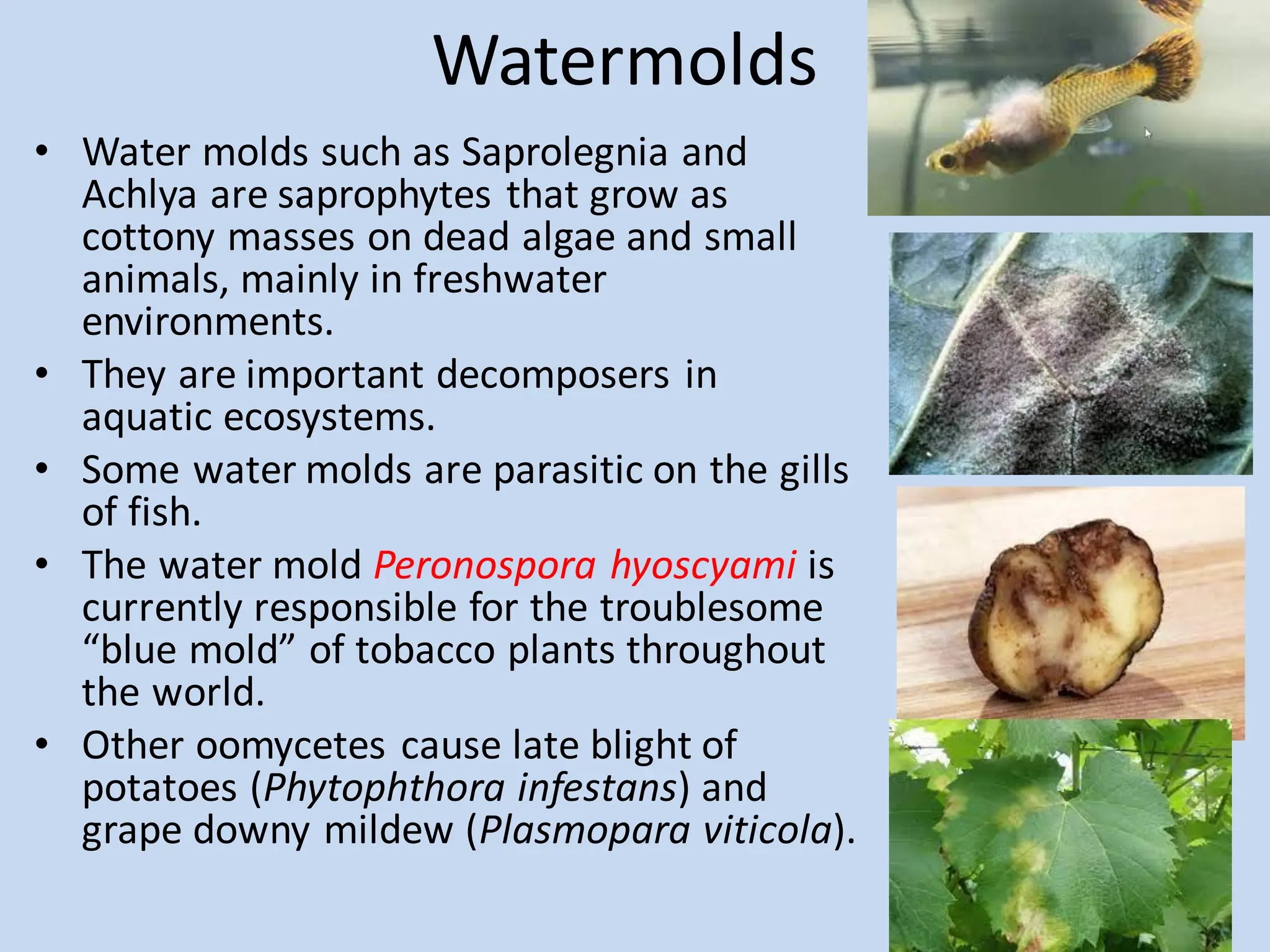 Watermolds
• Water molds such as Saprolegnia and
Achlya are saprophytes that grow as
cottony masses on dead algae and small
animals, mainly in freshwater
environments.
• They are important decomposers in
aquatic ecosystems.
• Some water molds are parasitic on the gills
of fish.
• The water mold Peronospora hyoscyami is
currently responsible for the troublesome
“blue mold” of tobacco plants throughout
the world.
• Other oomycetes cause late blight of
potatoes (Phytophthora infestans) and
grape downy mildew (Plasmopara viticola).
 