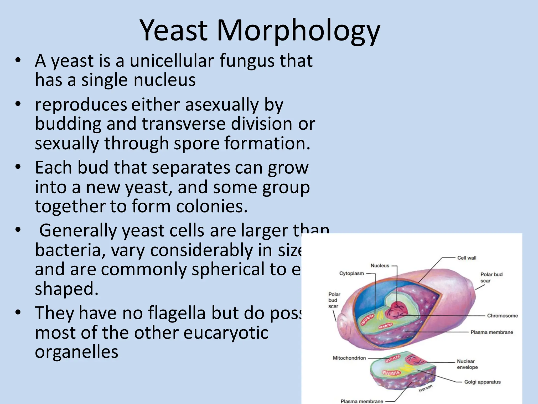 Yeast Morphology
• A yeast is a unicellular fungus that
has a single nucleus
• reproduces either asexually by
budding and transverse division or
sexually through spore formation.
• Each bud that separates can grow
into a new yeast, and some group
together to form colonies.
• Generally yeast cells are larger than
bacteria, vary considerably in size,
and are commonly spherical to egg
shaped.
• They have no flagella but do possess
most of the other eucaryotic
organelles
 
