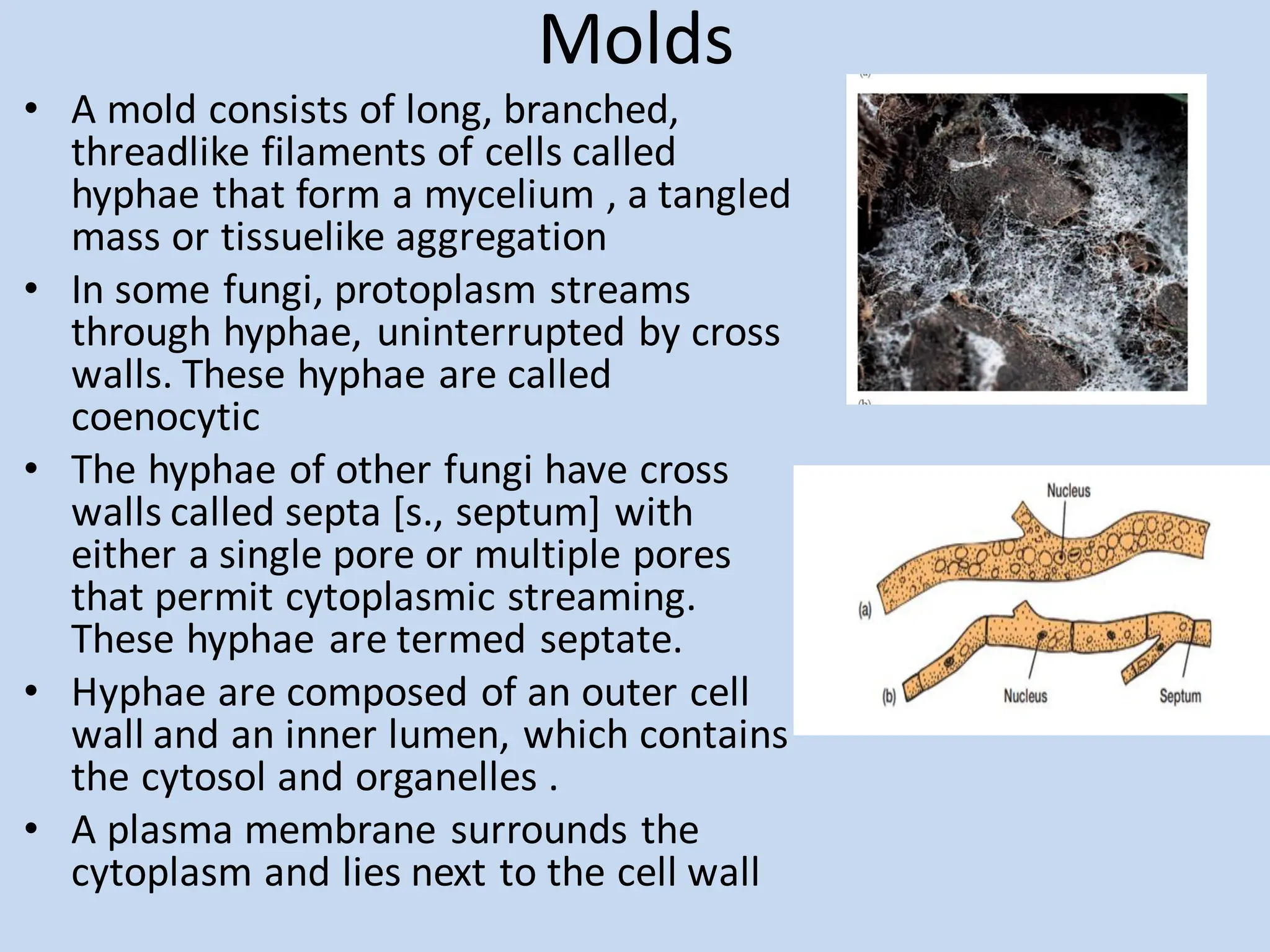 Molds
• A mold consists of long, branched,
threadlike filaments of cells called
hyphae that form a mycelium , a tangled
mass or tissuelike aggregation
• In some fungi, protoplasm streams
through hyphae, uninterrupted by cross
walls. These hyphae are called
coenocytic
• The hyphae of other fungi have cross
walls called septa [s., septum] with
either a single pore or multiple pores
that permit cytoplasmic streaming.
These hyphae are termed septate.
• Hyphae are composed of an outer cell
wall and an inner lumen, which contains
the cytosol and organelles .
• A plasma membrane surrounds the
cytoplasm and lies next to the cell wall
 
