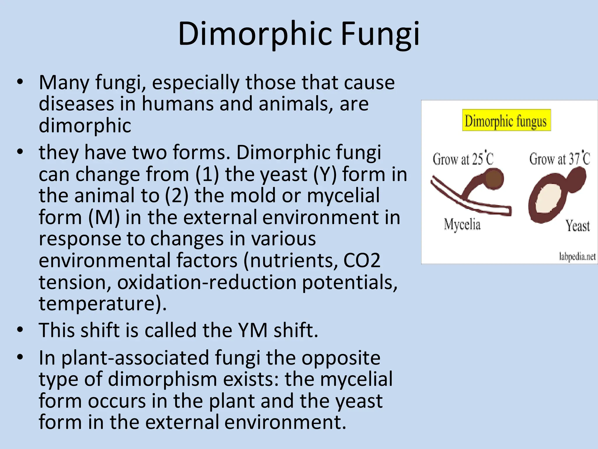 Dimorphic Fungi
• Many fungi, especially those that cause
diseases in humans and animals, are
dimorphic
• they have two forms. Dimorphic fungi
can change from (1) the yeast (Y) form in
the animal to (2) the mold or mycelial
form (M) in the external environment in
response to changes in various
environmental factors (nutrients, CO2
tension, oxidation-reduction potentials,
temperature).
• This shift is called the YM shift.
• In plant-associated fungi the opposite
type of dimorphism exists: the mycelial
form occurs in the plant and the yeast
form in the external environment.
 