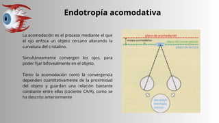 Endotropía acomodativa
La acomodación es el proceso mediante el que
el ojo enfoca un objeto cercano alterando la
curvatura del cristalino.
Simultáneamente convergen los ojos, para
poder fijar bifovealmente en el objeto.
Tanto la acomodación como la convergencia
dependen cuantitativamente de la proximidad
del objeto y guardan una relación bastante
constante entre ellas (cociente CA/A), como se
ha descrito anteriormente
 