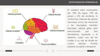 ESTRATEGIAS DE APRENDIZAJE
El cerebro está compuesto
por 78% de agua, 10% de
grasa y 8% de proteína, lo
conforman millones de células
nerviosas como las neuronas
y las neuroglias, también
llamadas células glías, está
estructurado por dos
hemisferios, izquierdo y el
derecho, cada uno de los
cuales a su vez se divide en
cuatro lóbulos, frontal,
parietal, occipital y temporal.
 