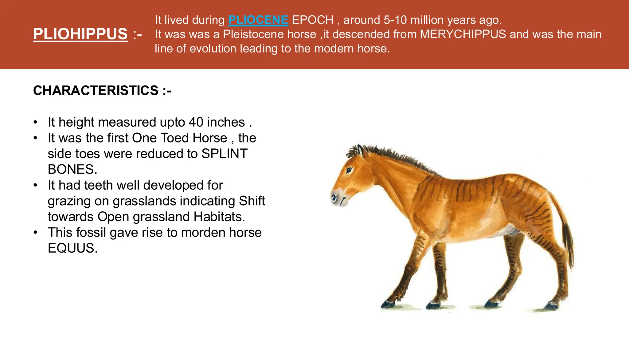 A detailed over view Phylogeny of horse | PDF