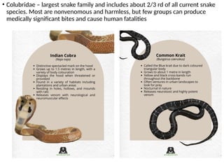 Snake Bite Cod Snake bite poisoning.. venomous..treatment | PPTX