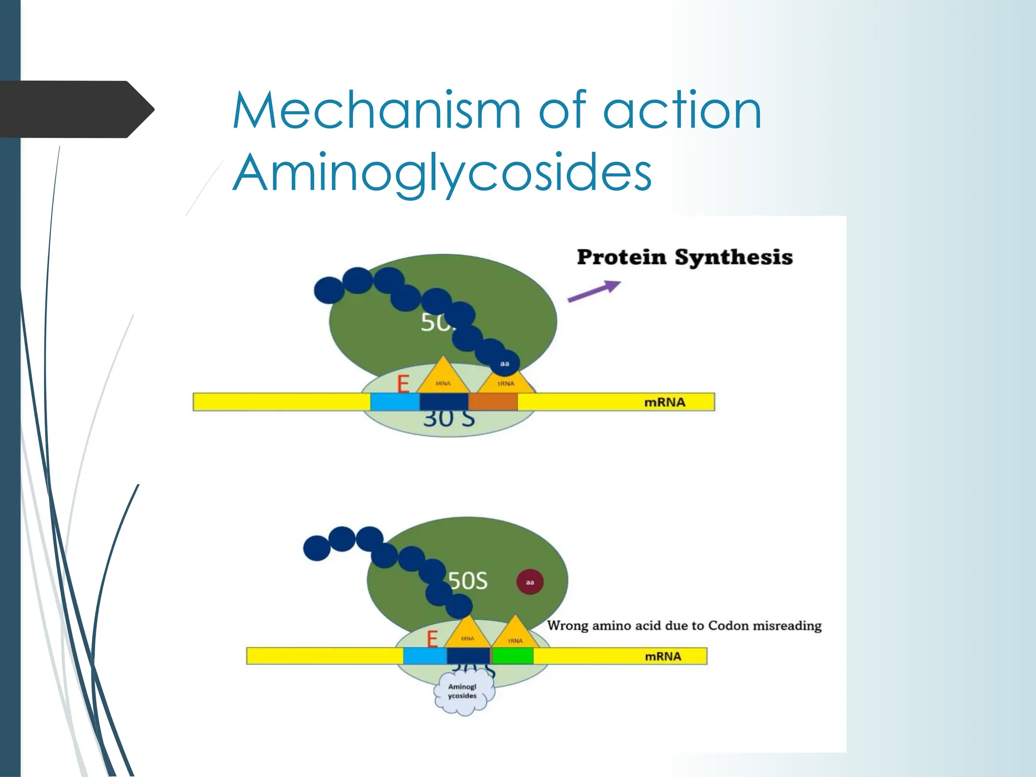 CELLULAR AND MOLECULAR MECHANISM OF ACTION AND RESISTANCE OF ...