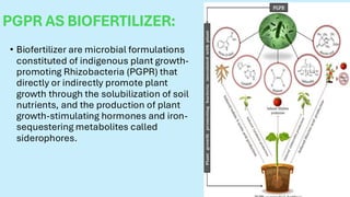 Plant growth promoting Rhizobacteria(PGPR) | PDF