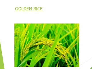 Golden Rice of genetic modification crop | PDF