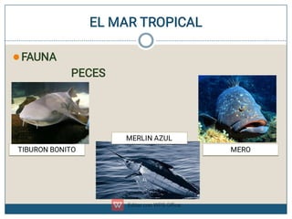 EL MAR TROPICAL
FAUNA
PECES
TIBURON BONITO MERO
MERLIN AZUL
 