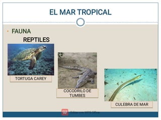 EL MAR TROPICAL
• FAUNA
REPTILES
TORTUGA CAREY
COCODRILO DE
TUMBES
CULEBRA DE MAR
 