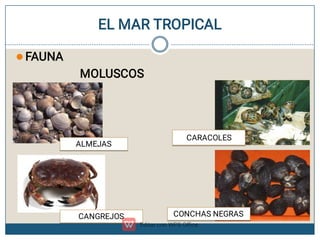 EL MAR TROPICAL
 FAUNA
MOLUSCOS
ALMEJAS
CARACOLES
CANGREJOS CONCHAS NEGRAS
 