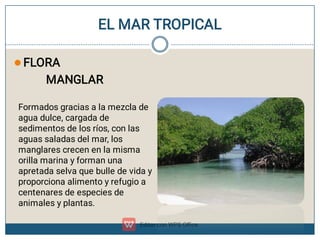EL MAR TROPICAL
 FLORA
MANGLAR
Formados gracias a la mezcla de
agua dulce, cargada de
sedimentos de los ríos, con las
aguas saladas del mar, los
manglares crecen en la misma
orilla marina y forman una
apretada selva que bulle de vida y
proporciona alimento y refugio a
centenares de especies de
animales y plantas.
 