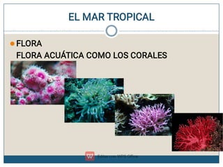 EL MAR TROPICAL
 FLORA
FLORA ACUÁTICA COMO LOS CORALES
 