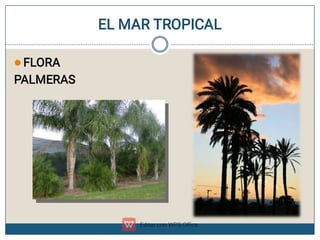 EL MAR TROPICAL
 FLORA
PALMERAS
 