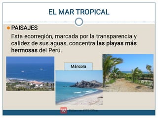 EL MAR TROPICAL
 PAISAJES
Esta ecorregión, marcada por la transparencia y
calidez de sus aguas, concentra las playas más
hermosas del Perú.
Máncora
 