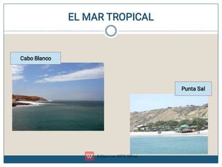 EL MAR TROPICAL
Cabo Blanco
Punta Sal
 