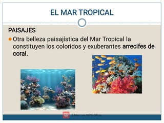 EL MAR TROPICAL

PAISAJES
Otra belleza paisajística del Mar Tropical la
constituyen los coloridos y exuberantes arrecifes de
coral.
 