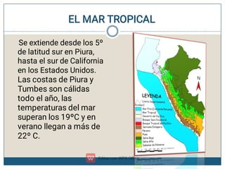 EL MAR TROPICAL
Se extiende desde los 5º
de latitud sur en Piura,
hasta el sur de California
en los Estados Unidos.
Las costas de Piura y
Tumbes son cálidas
todo el año, las
temperaturas del mar
superan los 19ºC y en
verano llegan a más de
22º C.
 