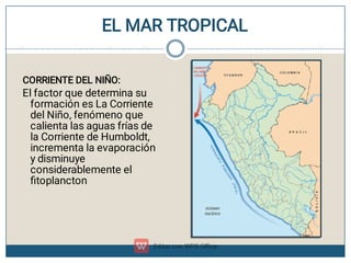 EL MAR TROPICAL

CORRIENTE DEL NIÑO:
El factor que determina su
formación es La Corriente
del Niño, fenómeno que
calienta las aguas frías de
la Corriente de Humboldt,
incrementa la evaporación
y disminuye
considerablemente el
ﬁtoplancton
 