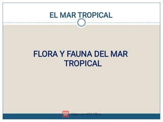 EL MAR TROPICAL
FLORA Y FAUNA DEL MAR
TROPICAL
 