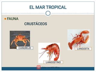 EL MAR TROPICAL
 FAUNA
CRUSTÁCEOS
LANGOSTINO
LANGOSTA
CANGREJO
 