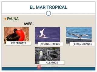 EL MAR TROPICAL
 FAUNA
AVES
AVE FRAGATA AVE DEL TROPICO PETREL GIGANTE
ALBATROS
 