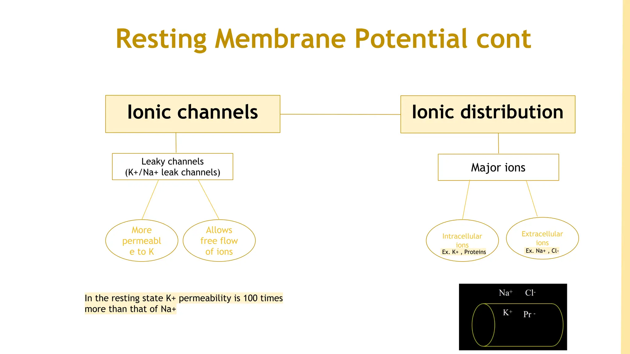 Select All That Are True Of The Resting Membrane Potential. Resting membrane potential, membranes sw | PPT