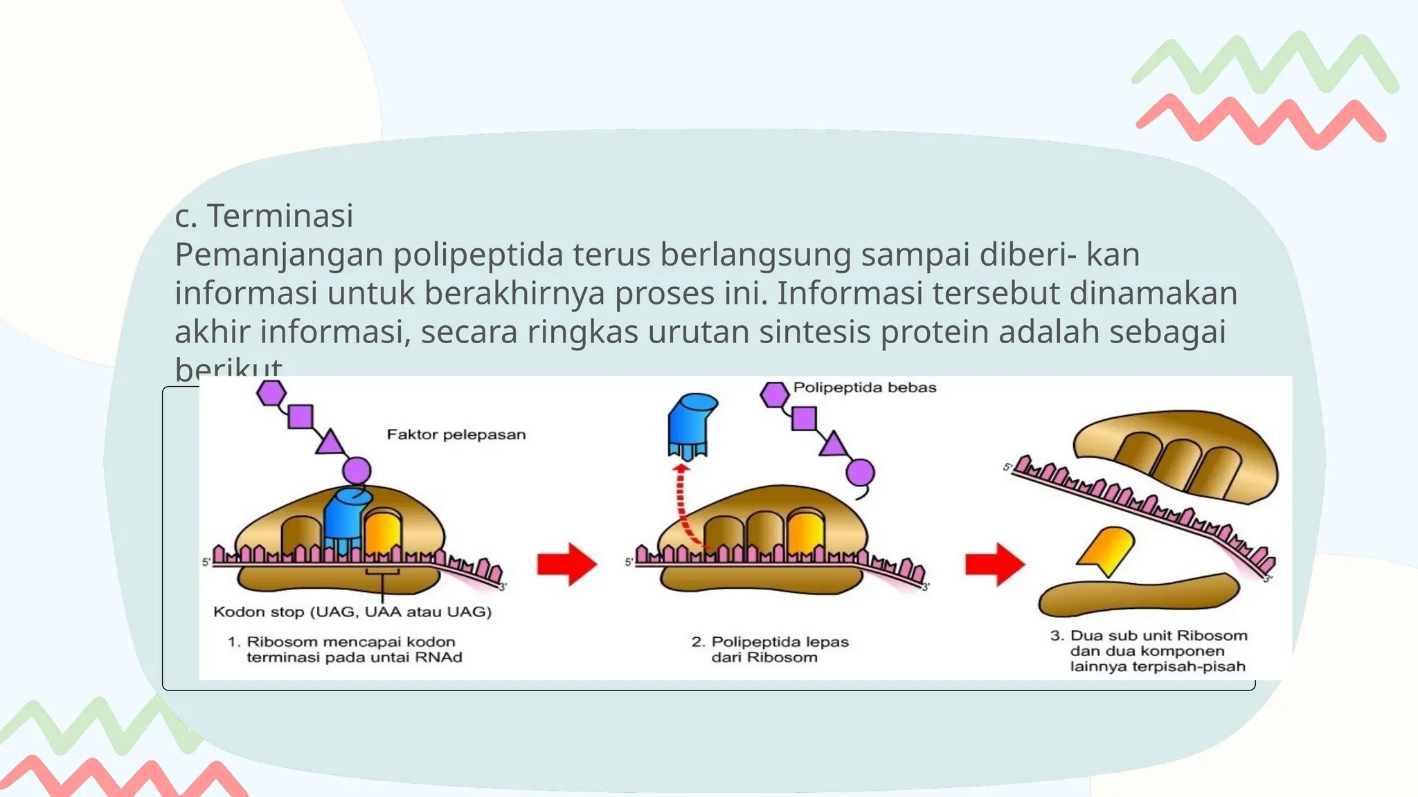 MATERI GENETIK BIOLOGI DAN SINTESIS PROTEINKELAS XII SMA | PPTX