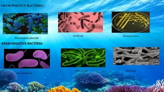 Probiotic bacteria and their importance in aquaculture | PPTX