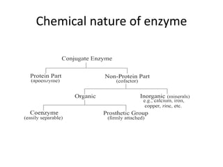 Chemical nature of enzyme
 