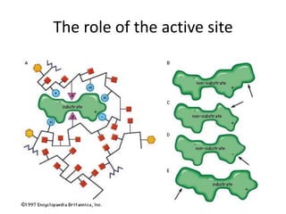 The role of the active site
 