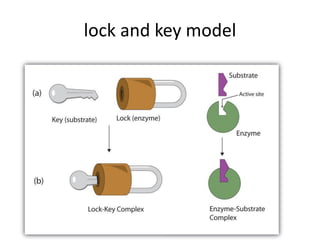 lock and key model
 